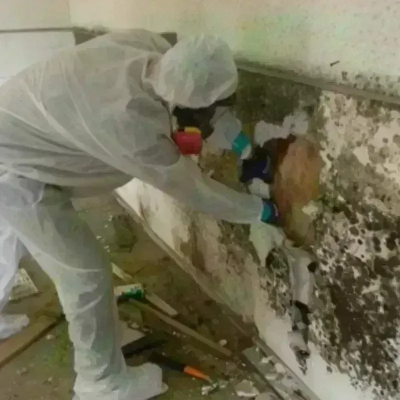 Mold Remediation and Removal in South San Gabriel, CA